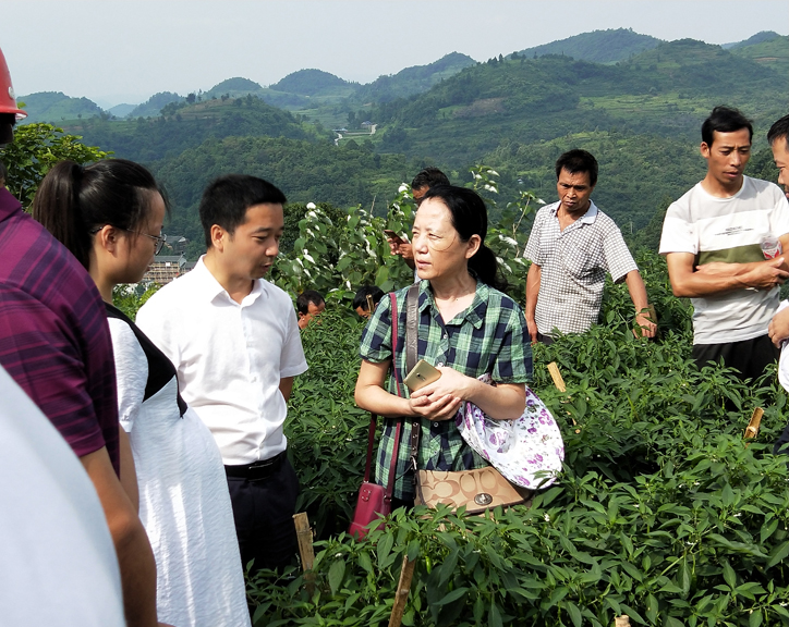 平正仡佬族乡党委书记何开松与农机所王金丽研究员进行技术交流.jpg